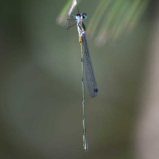 Synlestes tropicus male (4 of 6).jpg